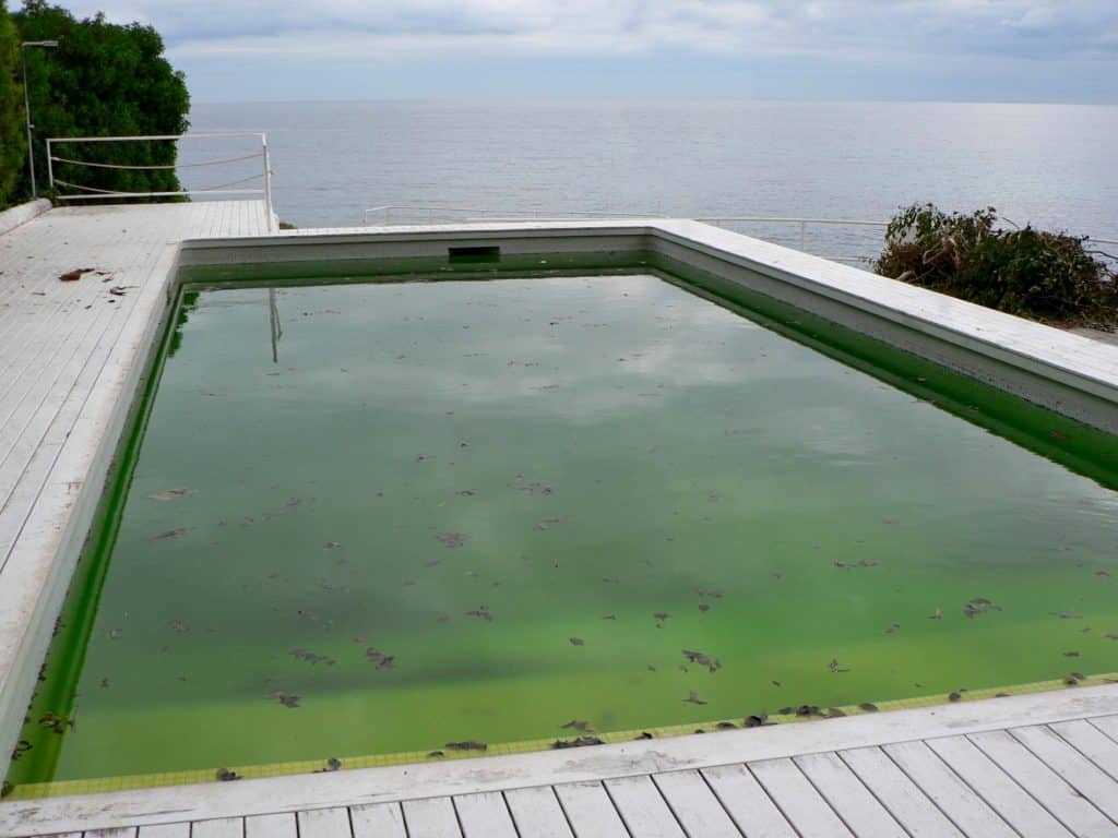 Green water in dirty swimming pool. Dirty pool water surface with autumn leaves.